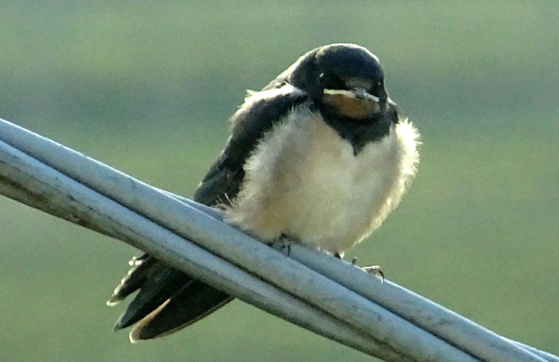 giovane di Hirundo rustica